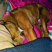 Gentleman joined the competition — help win amazing prizes! dog, sleeping, brown, blanket, cozy, indoors, resting, fur, pet, comfort, animal, canine, couch, nap, warm, soft, relaxed, pillow, home, cute