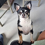 Sissy a rejoint le concours — aidez-le/la à gagner de superbes lots ! dog, small_dog, indoor, black_and_tan, pet, chair, floor, looking_up, ears_up, curious, animal, paw, domestic_animal, canine, front_paws, furniture, human_leg, shoe, waiting, alert