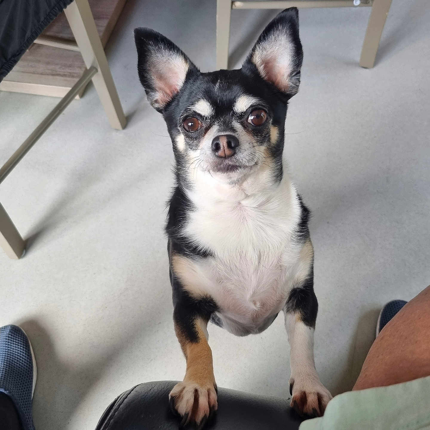 Sissy a rejoint le concours — aidez-le/la à gagner de superbes lots ! alert, animal, black_and_tan, canine, chair, curious, dog, domestic_animal, ears_up, floor, front_paws, furniture, human_leg, indoor, looking_up, paw, pet, shoe, small_dog, waiting