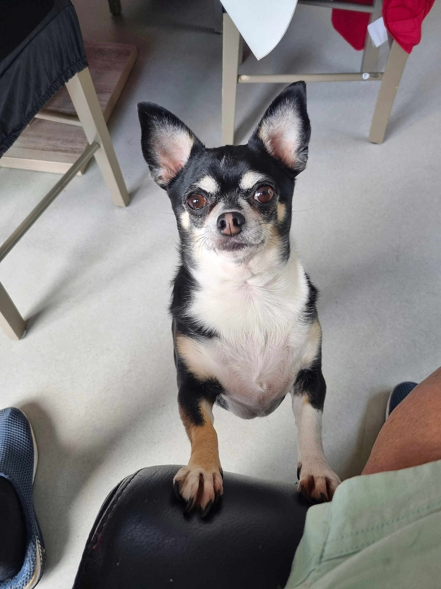 Sissy a rejoint le concours — aidez-le/la à gagner de superbes lots ! dog, small_dog, indoor, black_and_tan, pet, chair, floor, looking_up, ears_up, curious, animal, paw, domestic_animal, canine, front_paws, furniture, human_leg, shoe, waiting, alert