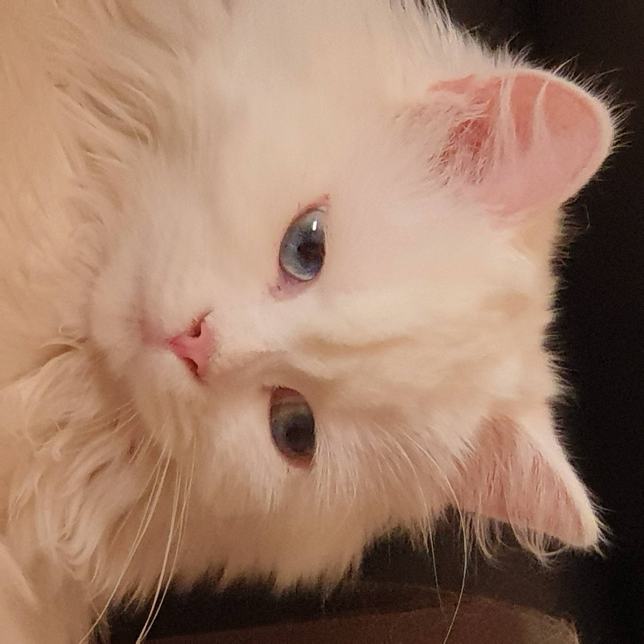 Sïna a rejoint le concours — aidez-le/la à gagner de superbes lots ! british_longhair, carnivore, cat, ear, fawn, felidae, fur, paw, small_to_medium_sized_cats, snout, tail, whiskers