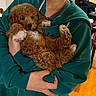 puppy, dog, curly_fur, brown, white, person, hands, hoodie, indoor, wooden_floor, chair, clothing, pet, cute, cozy, holding, small_dog, domestic_animal, fur, young