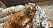 Milo joined the competition — help win amazing prizes! bed, brown, carpet, cozy, curly_fur, dog, floor, fur, hand, indoor, natural_light, patterned, paw, pet, plaid, playful, puppy, relaxing, resting, window