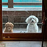 Milo is registered to the contest to win money with this photo: dog, brown_dog, white_dog, glass_door, wooden_deck, paw_prints, waiting, pets, curious, outside, floor, door_frame, animal, furry, companion, home, quiet, looking, window, natural_light