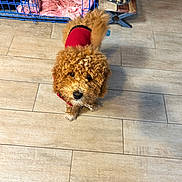 Milo joined the competition — help win amazing prizes! dog, curly_fur, red_sweater, pet, indoor, tile_floor, crate, blanket, food_bowl, water_bowl, wooden_stand, looking_up, cute, puppy, small_dog, brown_fur, flooring, domestic_animal, companion, furry