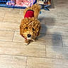 dog, curly_fur, red_sweater, pet, indoor, tile_floor, crate, blanket, food_bowl, water_bowl, wooden_stand, looking_up, cute, puppy, small_dog, brown_fur, flooring, domestic_animal, companion, furry