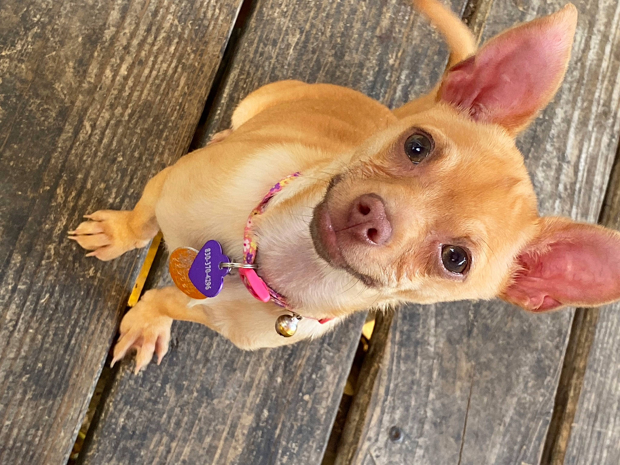 Lupita is registered to the contest to win money with this photo: canidae, carnivore, collar, companion_dog, dog, dog_breed, dog_collar, dog_supply, ear, fawn, fur, head, jaw, paw, pink, snout, sporting_group, whiskers, wood, working_animal