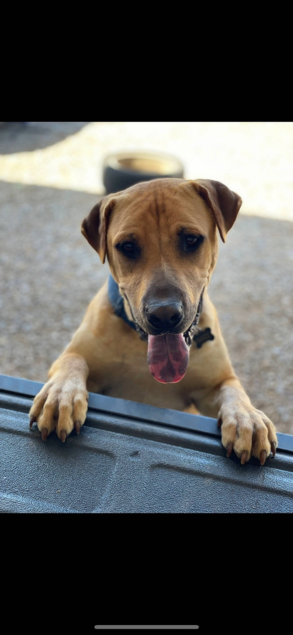 Razz is registered to the contest to win money with this photo: canidae, carnivore, collar, companion_dog, dog, dog_breed, dog_collar, fawn, flooring, guard_dog, paw, pet_supply, puppy, retriever, sporting_group, street_dog, whiskers, wood, working_animal, working_dog