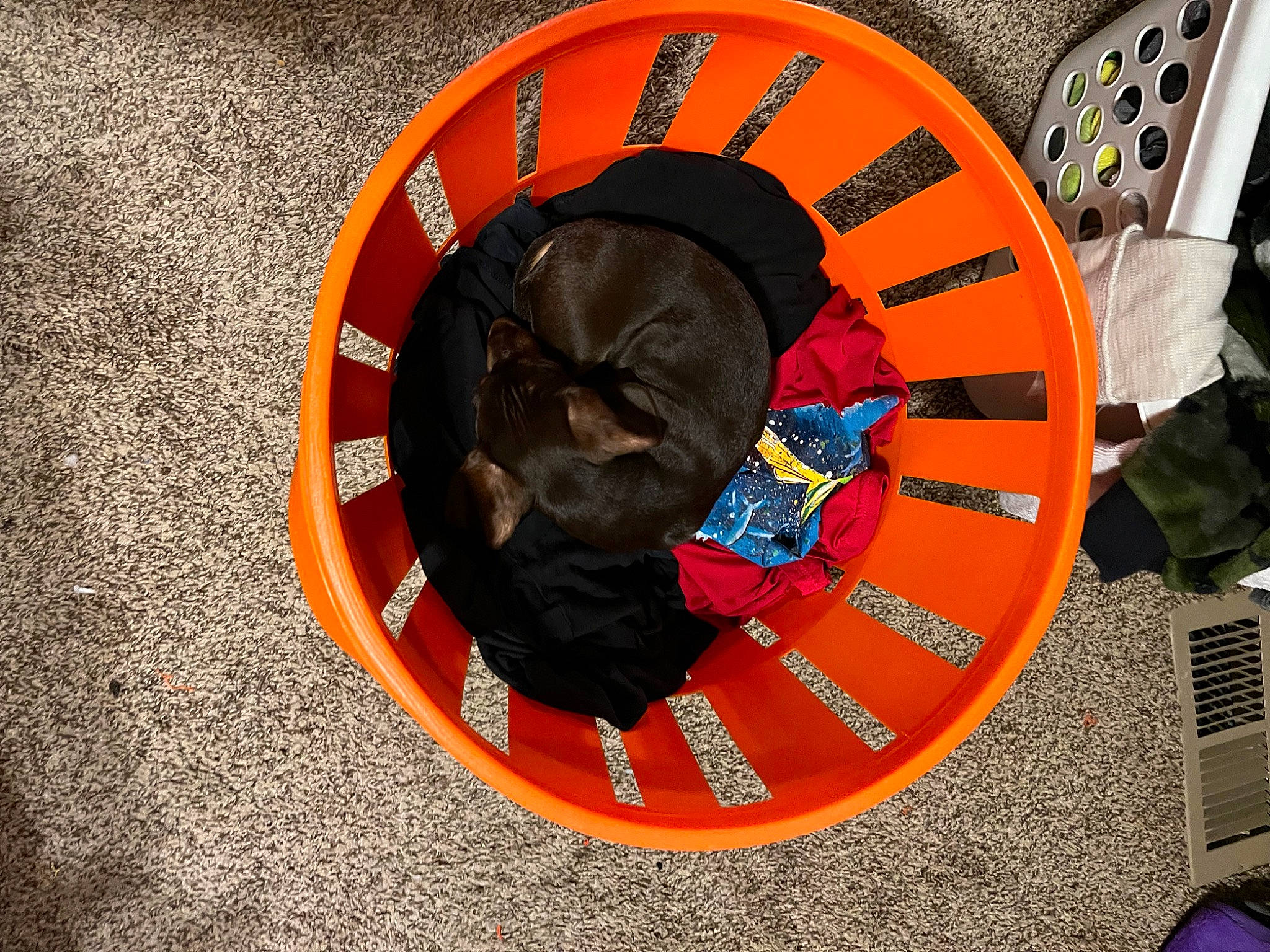 Biggie is registered to the contest to win money with this photo: auto_part, automotive_tire, automotive_wheel_system, carnivore, circle, font, gas, machine, rim, tire, tire_care, tread, wheel