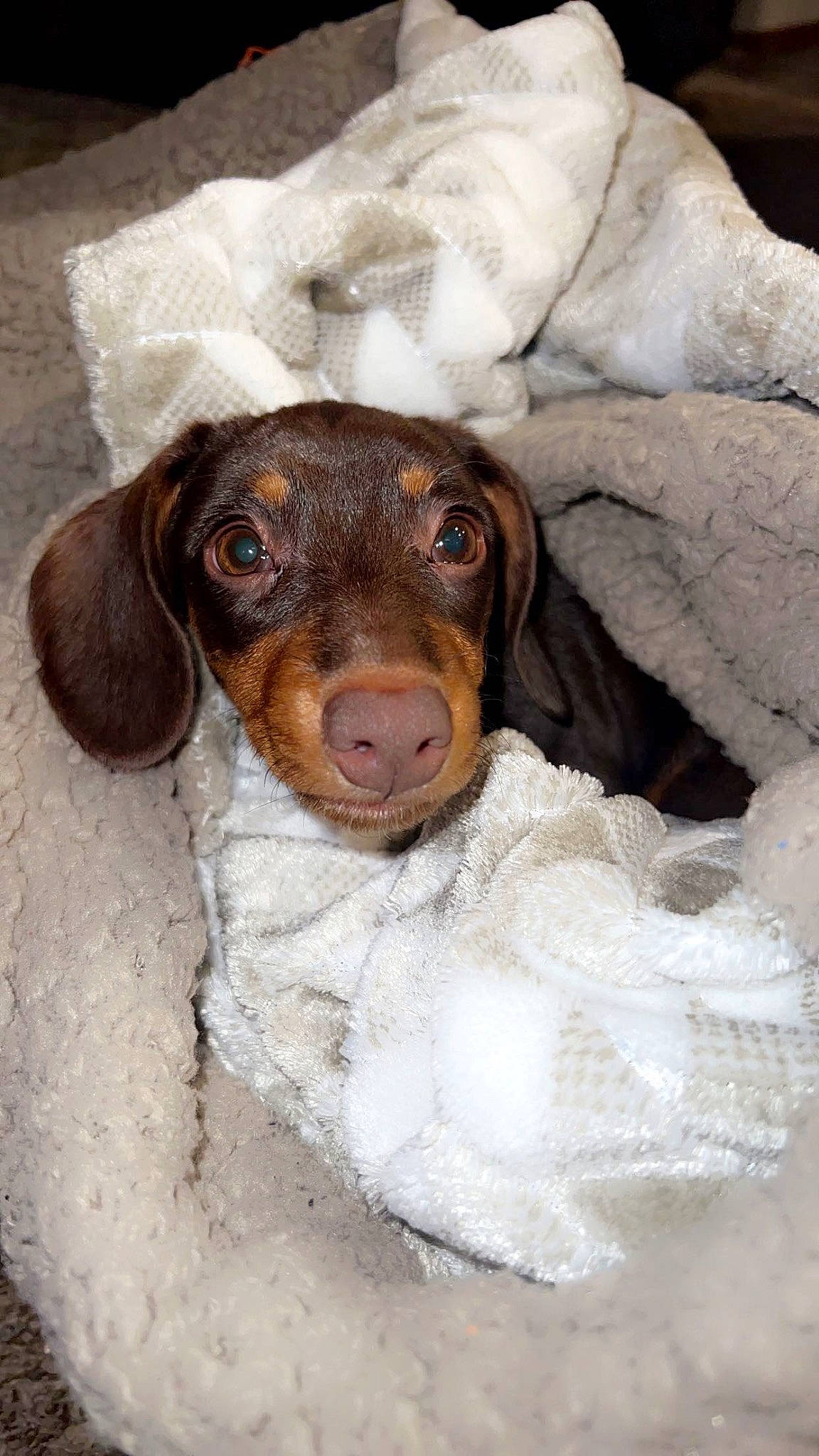 Biggie is registered to the contest to win money with this photo: canidae, carnivore, comfort, companion_dog, dog, dog_breed, ear, fawn, fur, head, hunting_dog, liver, puppy, scent_hound, snout, spaniel, sporting_group, terrestrial_animal, whiskers, working_animal