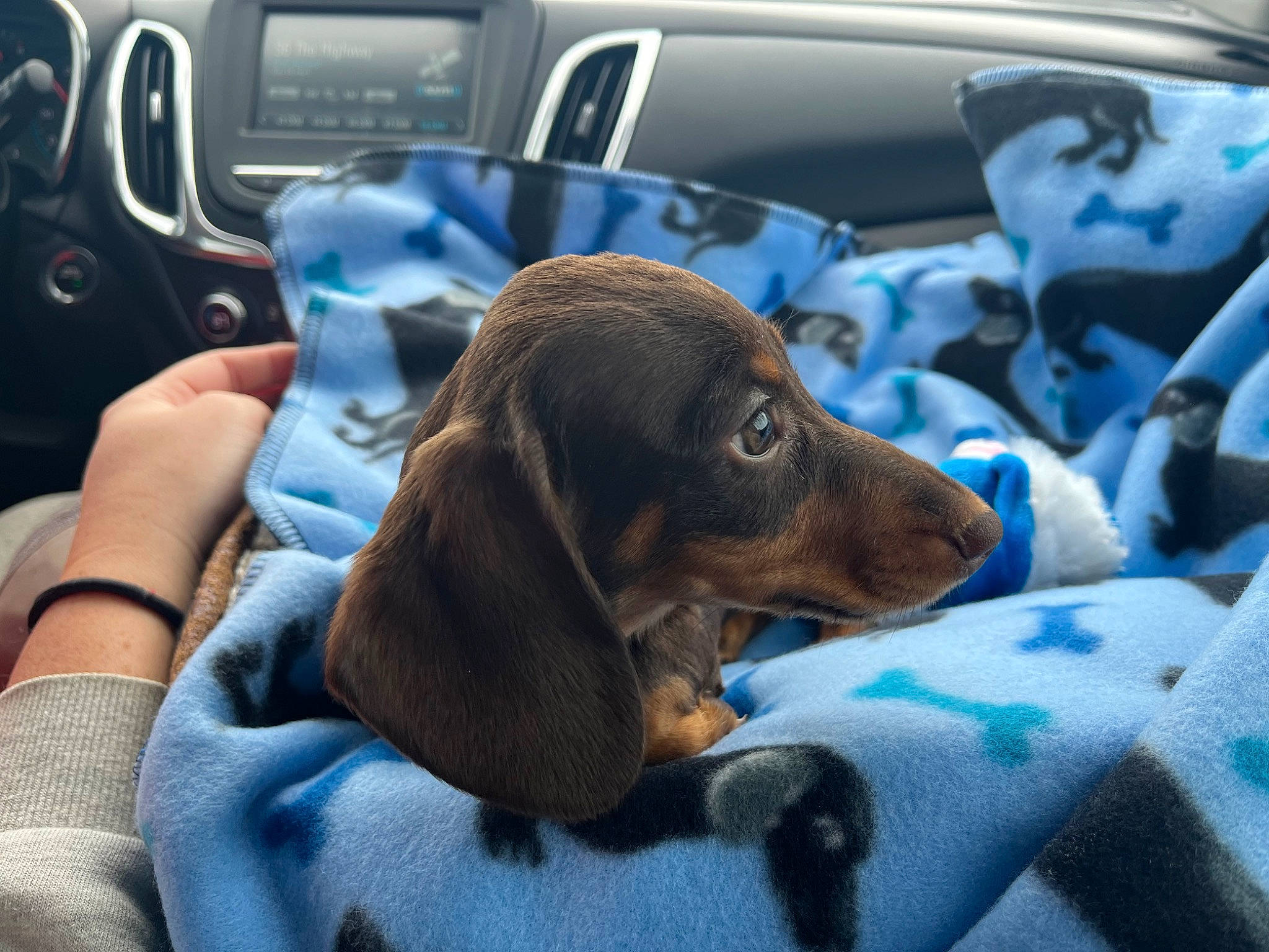 Biggie is registered to the contest to win money with this photo: automotive_design, car, car_seat, car_seat_cover, carnivore, center_console, comfort, companion_dog, dog, dog_breed, family_car, head_restraint, liver, motor_vehicle, personal_luxury_car, snout, steering_wheel, vehicle, vehicle_door, working_animal