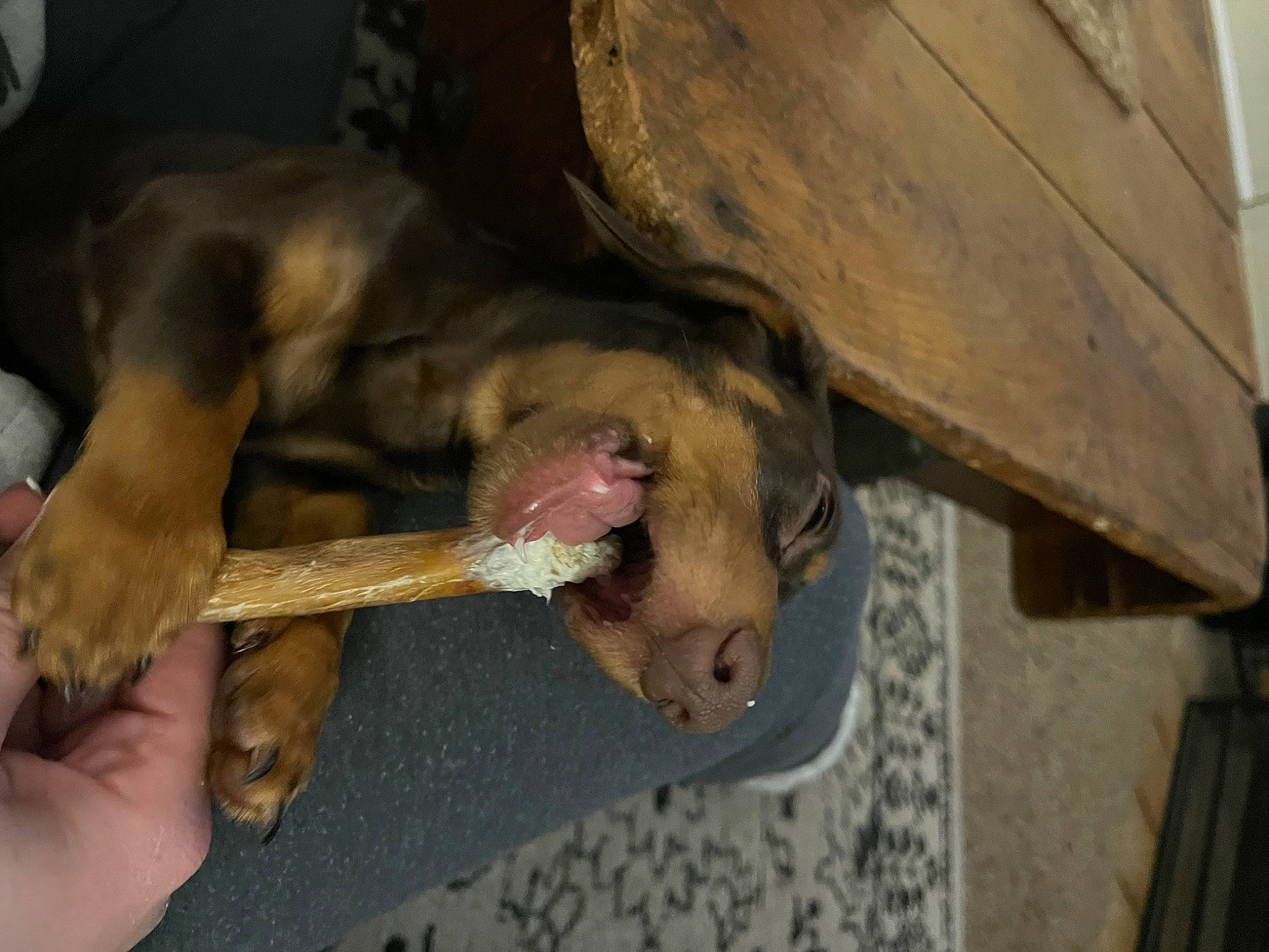 Biggie joined the competition — help win amazing prizes! canidae, carnivore, companion_dog, dog, dog_breed, fawn, foot, fur, jaw, liver, paw, snout, sporting_group, tail, wood, working_animal, wrinkle