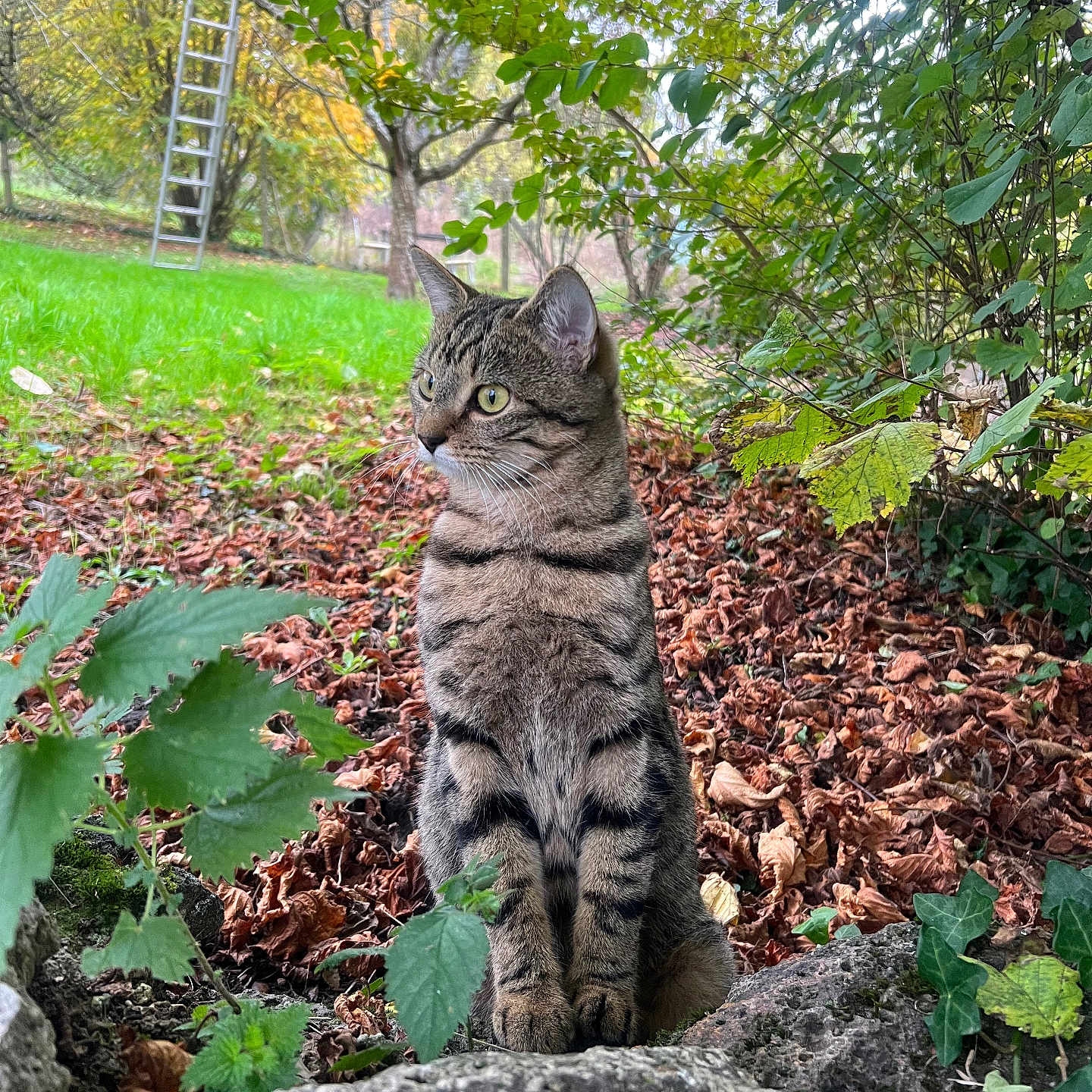 Nala a rejoint le concours — aidez-le/la à gagner de superbes lots ! animal, backyard, cat, grass, green, grove, herbal, herbs, jungle, land, leaf, nature, outdoors, plant, rock, soil, tree, vegetation, woodland, yard