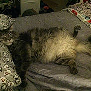 Fluffy joined the competition — help win amazing prizes! animal, bed, blanket, cat, comfort, cozy, cute, fabric, feline, fluffy, fur, home, indoor, lying_down, pattern, pet, pillow, relaxed, resting, sleepy