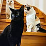 cat, cats, black_cat, calico_cat, ginger_cat, stairs, wooden_stairs, indoor, pets, animal, feline, domestic_cat, curious, sitting, three_animals, household, fur, whiskers, ears, paw