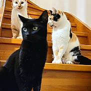 Mes a rejoint le concours — aidez-le/la à gagner de superbes lots ! cat, cats, black_cat, calico_cat, ginger_cat, stairs, wooden_stairs, indoor, pets, animal, feline, domestic_cat, curious, sitting, three_animals, household, fur, whiskers, ears, paw