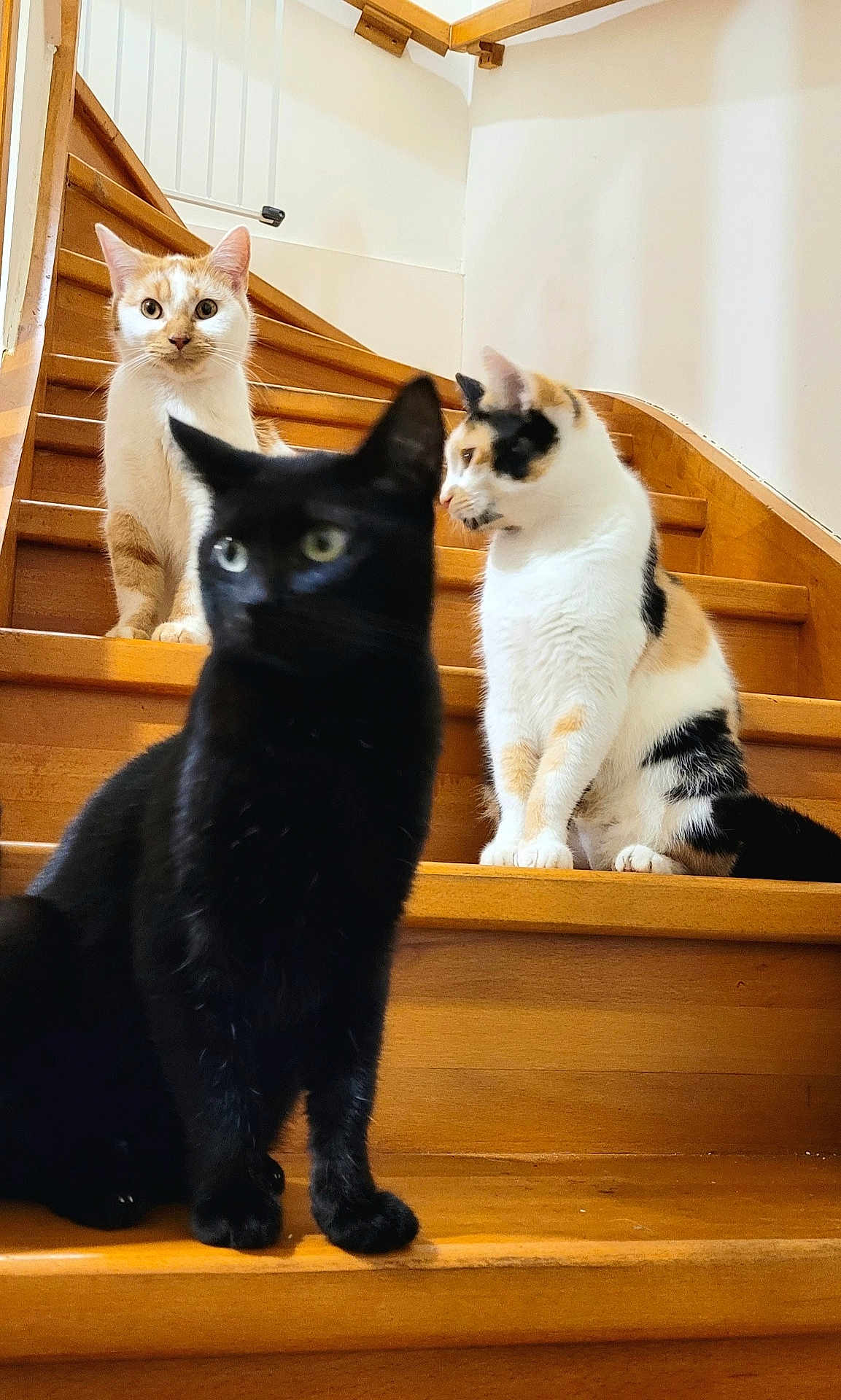 Mes a rejoint le concours — aidez-le/la à gagner de superbes lots ! cat, cats, black_cat, calico_cat, ginger_cat, stairs, wooden_stairs, indoor, pets, animal, feline, domestic_cat, curious, sitting, three_animals, household, fur, whiskers, ears, paw