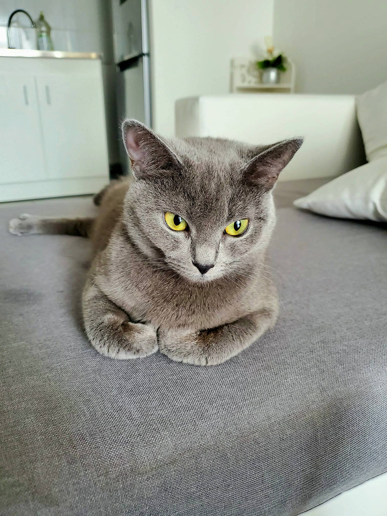 Kalia a rejoint le concours — aidez-le/la à gagner de superbes lots ! cabinetry, carnivore, cat, cat_supply, comfort, domestic_short_haired_cat, eye, felidae, fur, grey, home_appliance, kitchen_appliance, linens, paw, russian_blue, small_to_medium_sized_cats, snout, wall_plate, whiskers, window