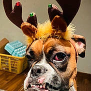 Daisey May is registered to the contest to win money with this photo: dog, boxer, reindeer_antlers, costume, indoor, pet, brown, white, face, expression, animal, floor, basket, plastic, furniture, headwear, decor, closeup, portrait, cute