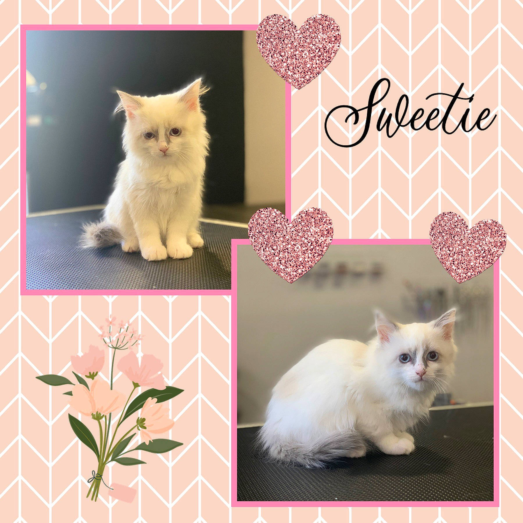 Sweetie participe au concours pour gagner de l'argent avec cette photo : adaptation, art, carnivore, cat, creative_arts, fawn, felidae, font, fur, organism, pattern, photo_caption, photograph, pink, plant, rectangle, small_to_medium_sized_cats, tail, whiskers, white