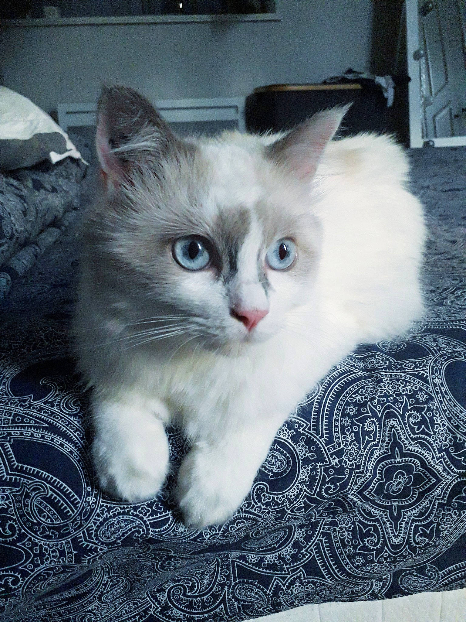 Sweetie a rejoint le concours — aidez-le/la à gagner de superbes lots ! carnivore, cat, claw, domestic_short_haired_cat, eye, felidae, flooring, fur, iris, pattern, paw, sitting, small_to_medium_sized_cats, snout, tail, whiskers