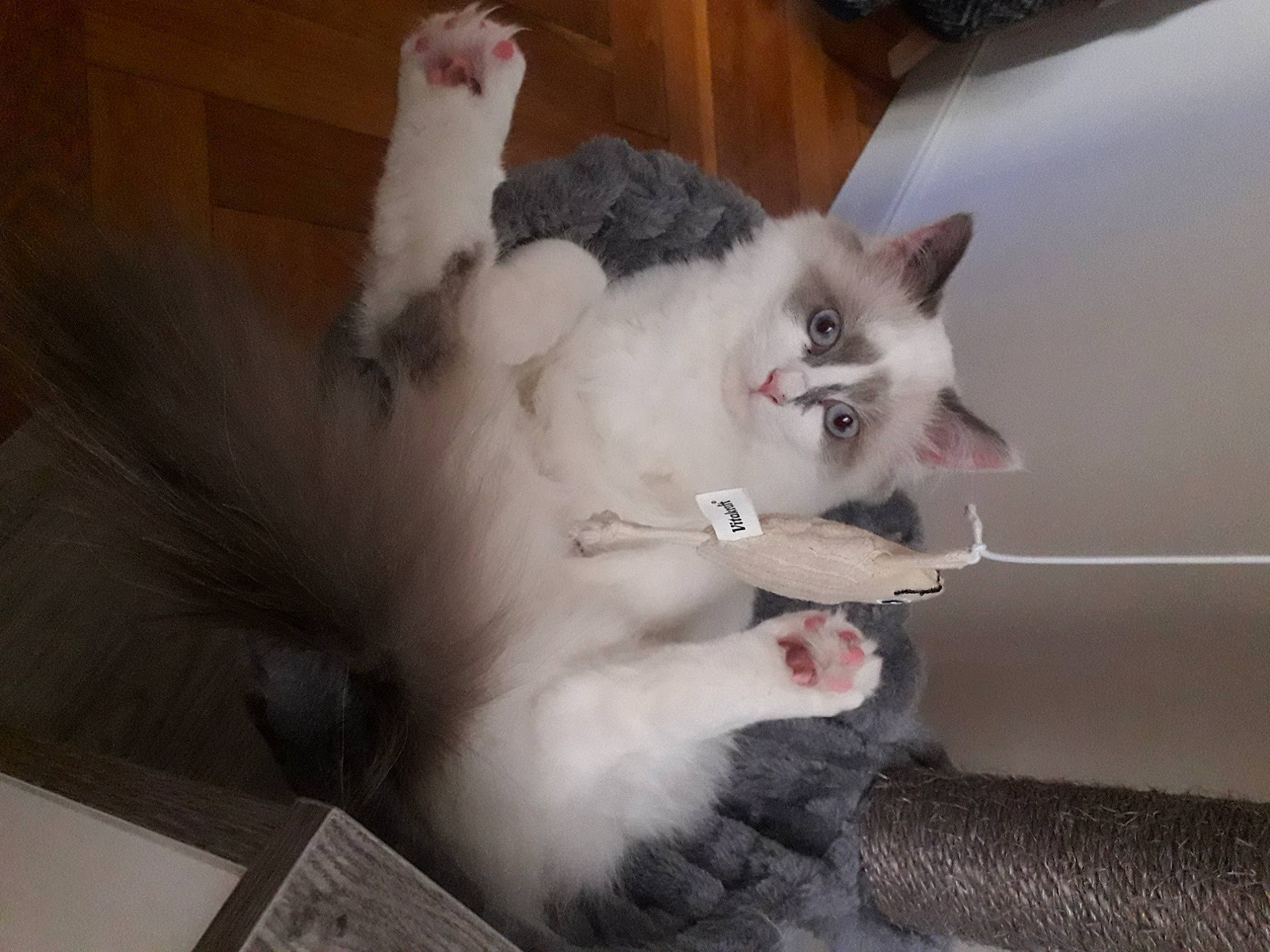 Sweetie participe au concours pour gagner de l'argent avec cette photo : carnivore, cat, claw, digital_video_recorder, domestic_short_haired_cat, fang, felidae, fur, paw, small_to_medium_sized_cats, snout, tail, whiskers