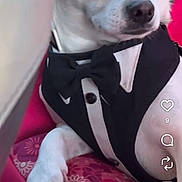 Chase is registered to the contest to win money with this photo: black_clothing, bow_tie, close_up, costume, dark_eyes, dog, floral_pattern, formalwear, indoors, instagram_reel, looking_at_camera, pet, pink_cushion, portrait, sitting, small_dog, social_media, tuxedo, white_dog, white_fur