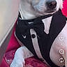 dog, small_dog, white_dog, pet, tuxedo, bow_tie, formalwear, costume, portrait, close_up, sitting, indoors, pink_cushion, floral_pattern, black_clothing, white_fur, dark_eyes, looking_at_camera, social_media, instagram_reel