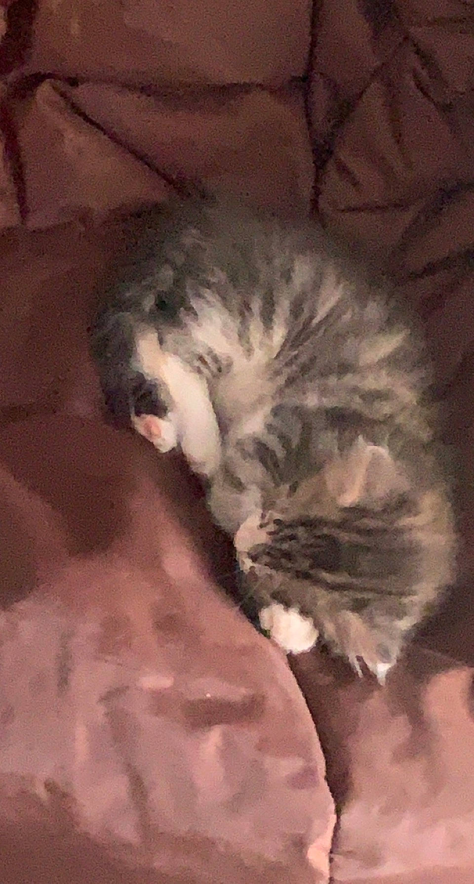 Loca participe au concours pour gagner de l'argent avec cette photo : canidae, carnivore, cat, cat_bed, claw, comfort, companion_dog, dog_breed, domestic_short_haired_cat, eye, felidae, fur, nap, paw, small_to_medium_sized_cats, snout, sporting_group, tail, terrestrial_animal, whiskers