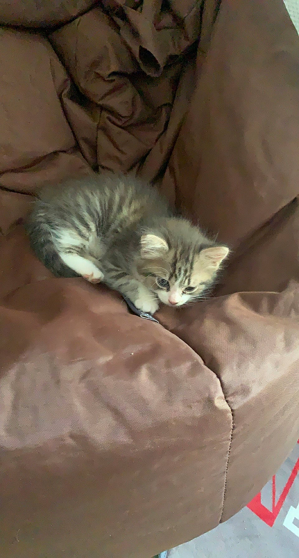 Loca a rejoint le concours — aidez-le/la à gagner de superbes lots ! british_longhair, carnivore, cat, cat_bed, cat_supply, claw, comfort, fawn, felidae, fur, grey, maine_coon, nap, paw, room, small_to_medium_sized_cats, tail, terrestrial_animal, whiskers