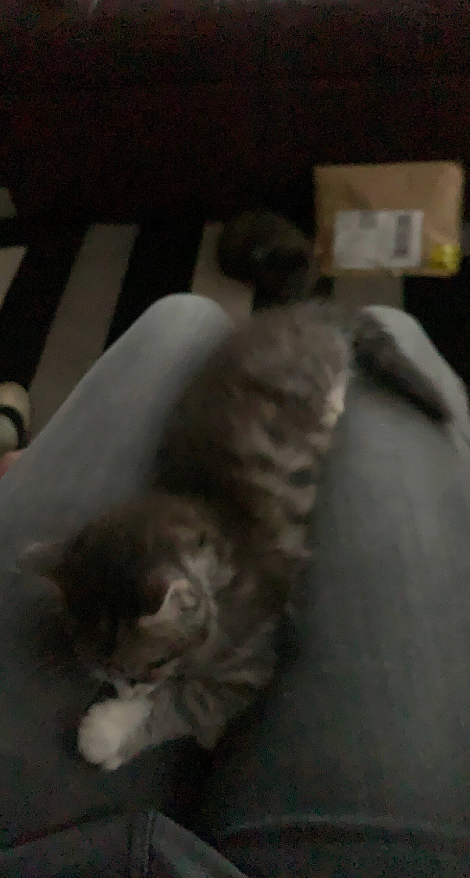 Loca a rejoint le concours — aidez-le/la à gagner de superbes lots ! canidae, carnivore, cat, claw, comfort, companion_dog, dog_breed, domestic_short_haired_cat, fawn, felidae, flooring, fur, paw, room, small_to_medium_sized_cats, snout, sporting_group, tail, whiskers, wood