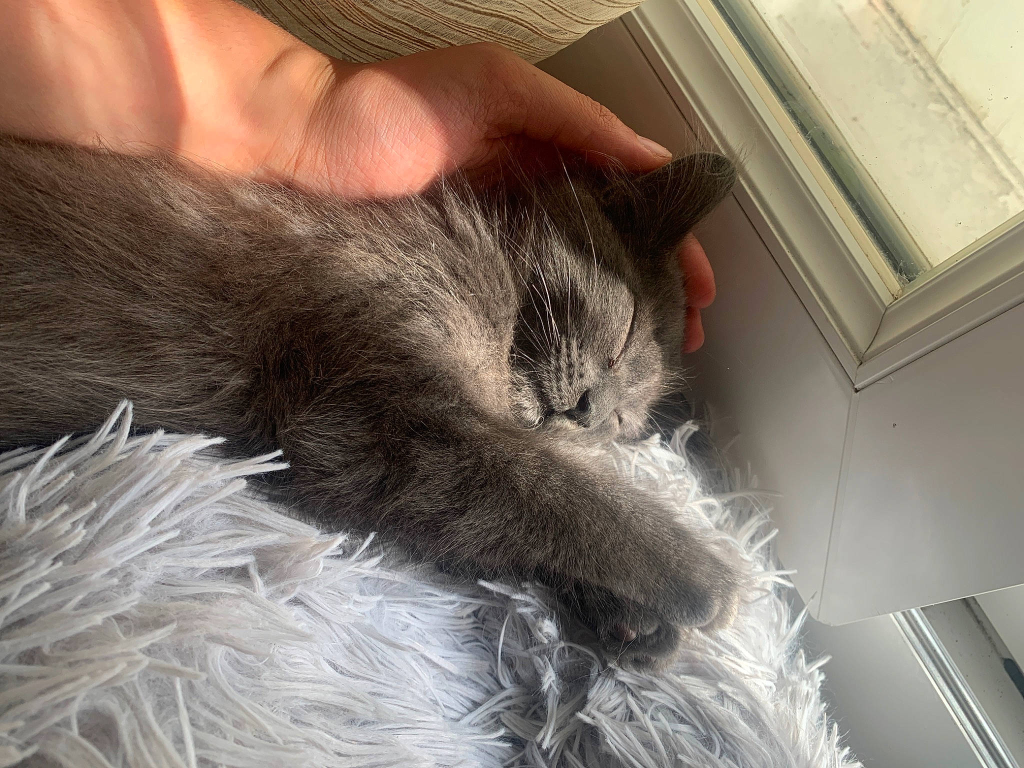 Blacky participe au concours pour gagner de l'argent avec cette photo : carnivore, cat, chartreux, claw, comfort, domestic_short_haired_cat, ear, felidae, fur, grey, lap, nail, nap, paw, sleep, small_to_medium_sized_cats, snout, tail, thumb, whiskers