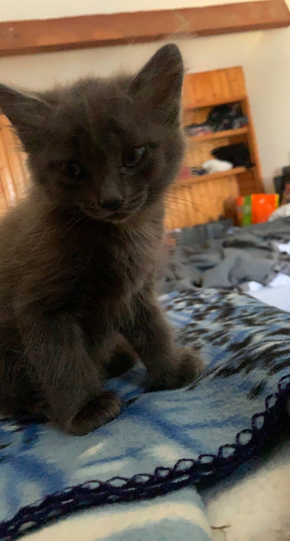 Blacky a rejoint le concours — aidez-le/la à gagner de superbes lots ! box, carnivore, cat, cat_supply, claw, comfort, domestic_short_haired_cat, felidae, fur, grey, linens, russian_blue, small_to_medium_sized_cats, tail, terrestrial_animal, whiskers, wood