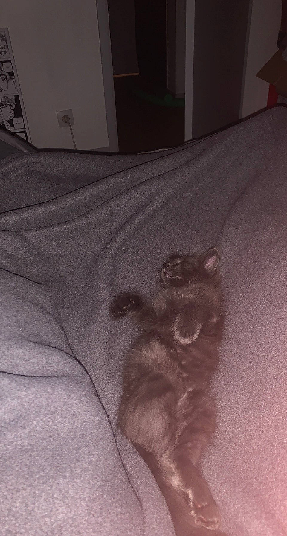 Blacky a rejoint le concours — aidez-le/la à gagner de superbes lots ! black_cat, carnivore, cat, comfort, dog_breed, domestic_short_haired_cat, felidae, flooring, fur, grey, hardwood, human_leg, linens, paw, room, small_to_medium_sized_cats, tail, whiskers, wood