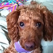 Razzy is registered to the contest to win money with this photo: animal, bed, blanket, brown, canine, closeup, companion, curly_hair, cute, dog, domestic, eyes, face, fur, indoor, lying, pet, purple_sweater, snout, striped
