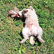 Hershey is registered to the contest to win money with this photo: backyard, belly_up, clover, curly_coat, dog, furry, grass, happy, lawn, nature, outdoor, paws, pet, playful, relaxation, rolling, small_dog, sunlight, sunny, tongue