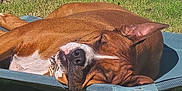 Rocky is registered to the contest to win money with this photo: dog, sleeping, outdoor, grass, pet_bed, brown_dog, sunshine, resting, animal, nature, relaxation, summer, yard, garden, butterfly_decoration, metal_fence, daylight, canine, peaceful, closeup