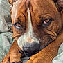 Rocky joined the competition — help win amazing prizes! dog, brown_dog, close_up, resting, paws, sleepy, face, nose, fur, blanket, cozy, indoors, pet, animal, relaxed, portrait, canine, expression, closeup, whiskers