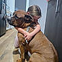 Rocky joined the competition — help win amazing prizes! child, dog, hug, affection, kitchen, floor, brown_dog, pet, love, child_hugging_dog, domestic, home, wooden_floor, collar, person, animal, indoor, bond, tenderness, friendship