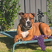 Rocky joined the competition — help win amazing prizes! dog, brown_dog, pet_bed, purple_rope_toy, outdoor, grass, greenery, bushes, sunlight, shade, fence, relaxed, canine, animal, summer, nature, resting, paw, snout, ears