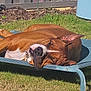 dog, sleeping, outdoor, grass, pet_bed, brown_dog, sunshine, resting, animal, nature, relaxation, summer, yard, garden, butterfly_decoration, metal_fence, daylight, canine, peaceful, closeup