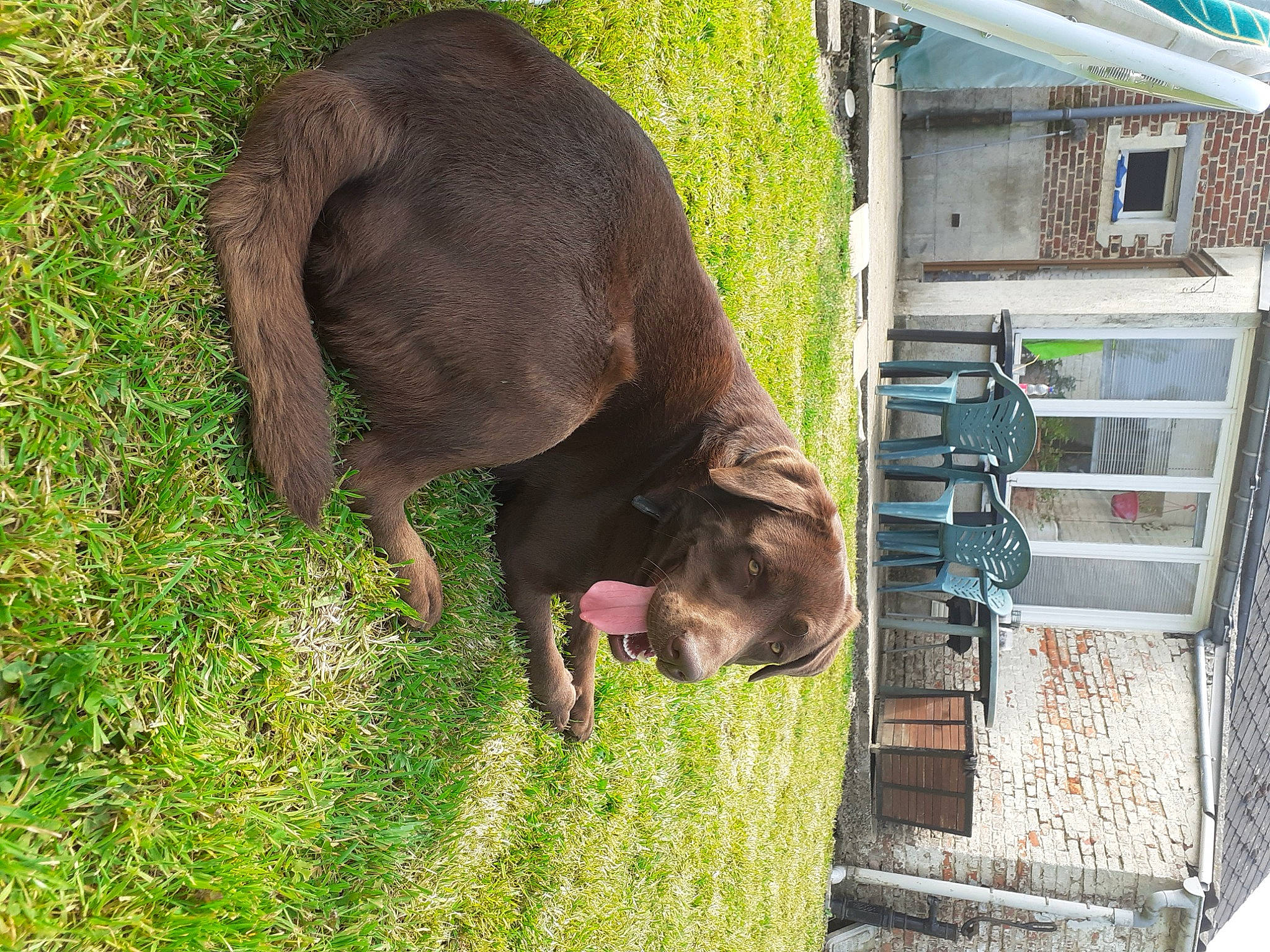 Obelix participe au concours pour gagner de l'argent avec cette photo : building, canidae, carnivore, collar, dog, dog_breed, fawn, fur, grass, groundcover, house, liver, plant, snout, sporting_group, tail, terrestrial_animal, wildlife, window, working_animal