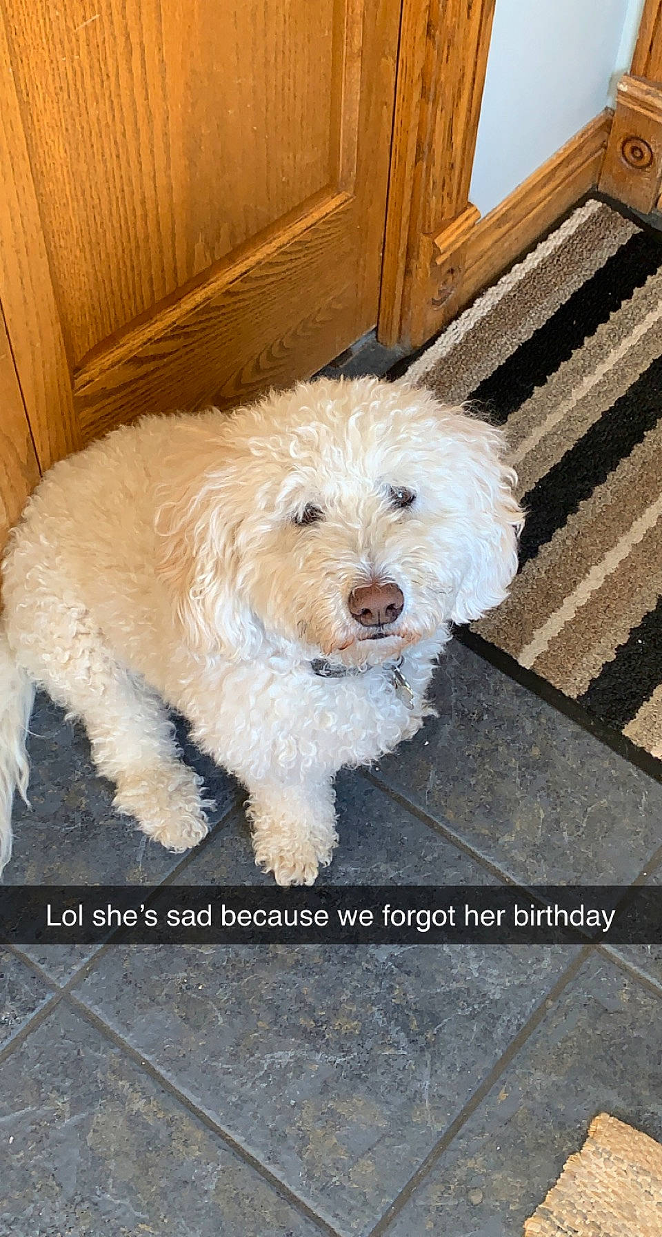 Juno is registered to the contest to win money with this photo: canidae, carnivore, companion_dog, dog, dog_breed, door, flooring, fur, hardwood, labradoodle, maltepoo, non_sporting_group, small_terrier, snout, sporting_group, terrier, toy_dog, water_dog, wood, working_animal