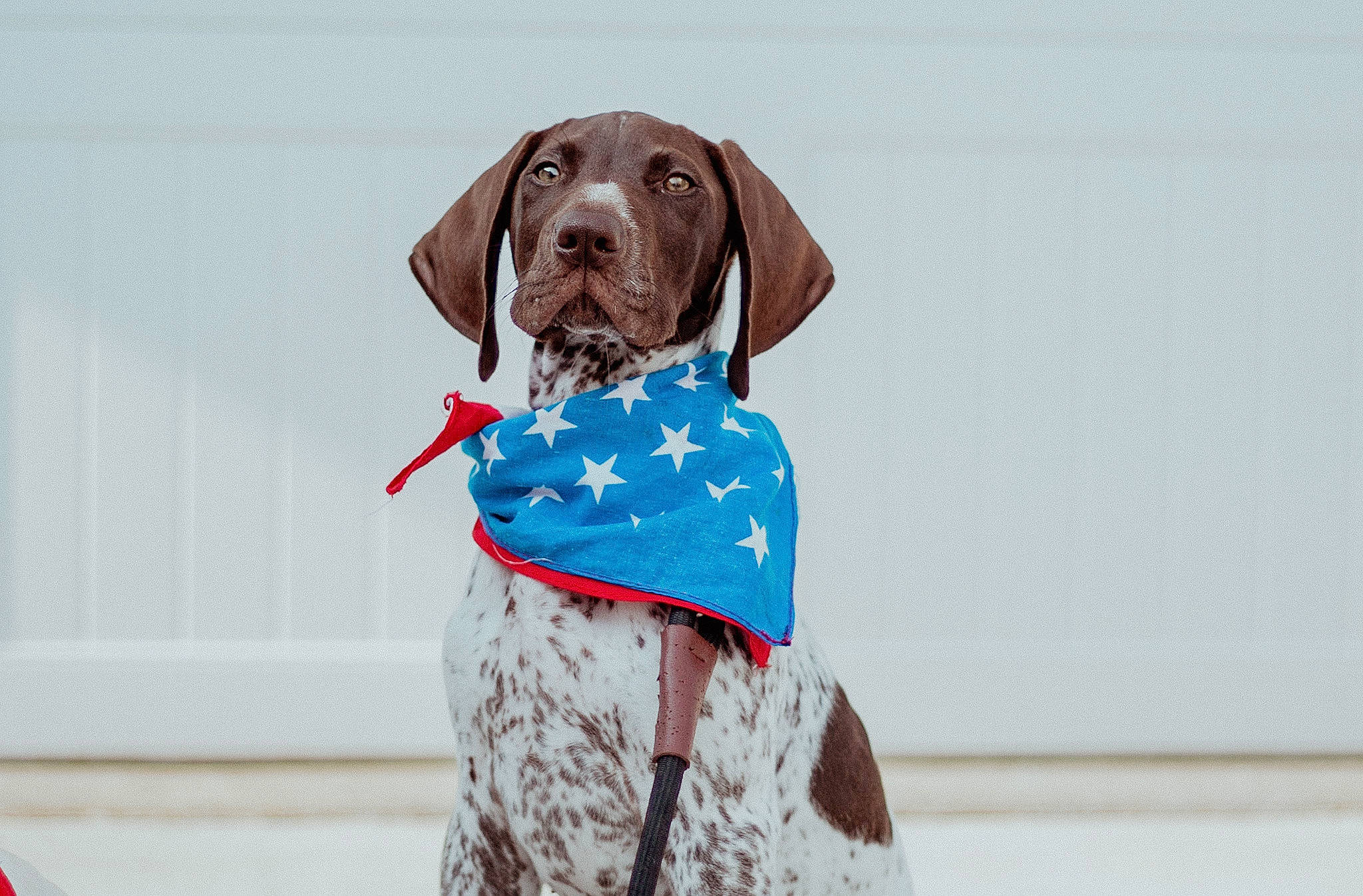 Obi is registered to the contest to win money with this photo: canidae, carnivore, collar, companion_dog, dog, dog_breed, dog_collar, dog_supply, fashion_accessory, fur, gun_dog, hunting_dog, liver, pet_supply, sleeve, snout, snow, sporting_group, street_fashion, working_animal