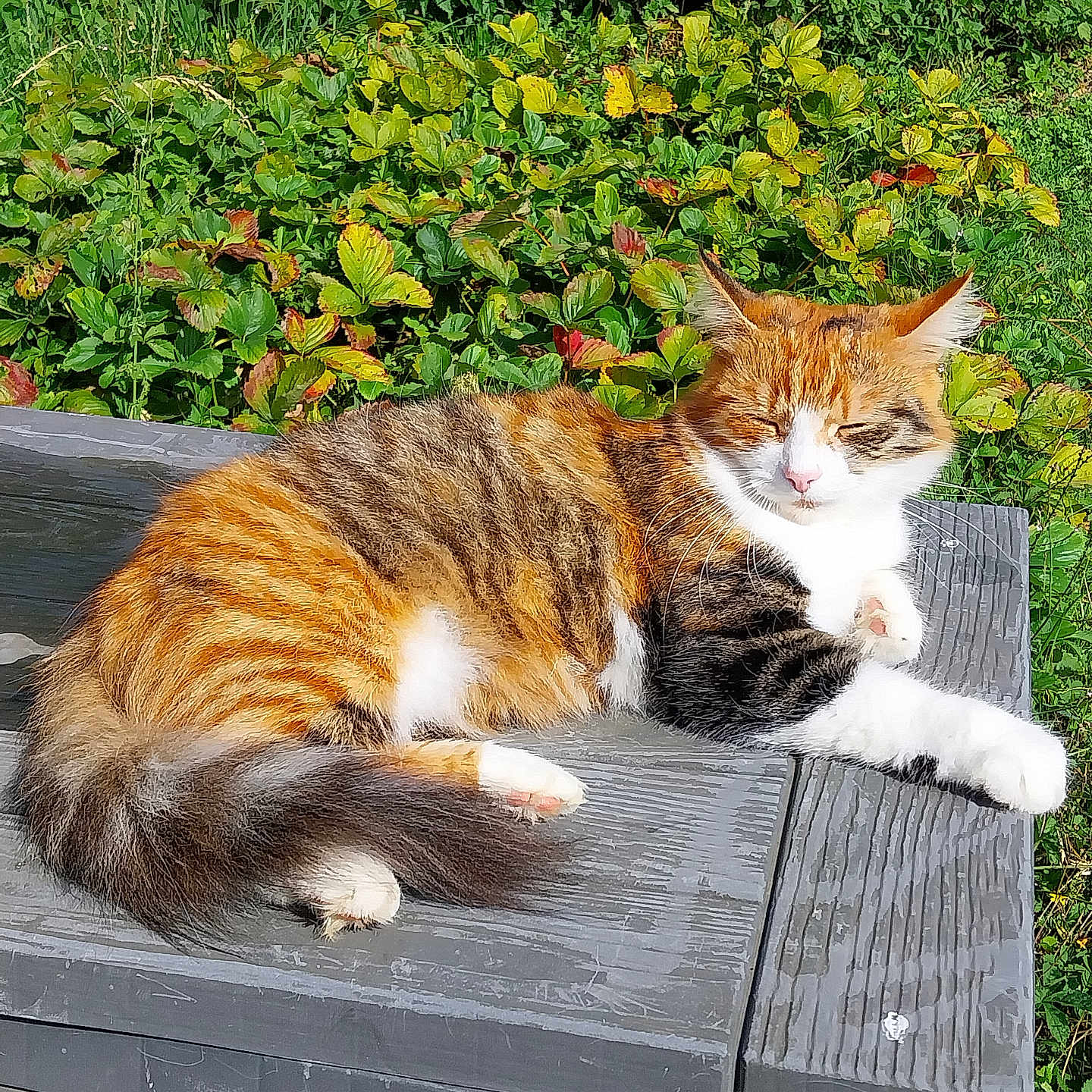 Miki participe au concours pour gagner de l'argent avec cette photo : animal, architecture, bench, building, cat, grass, hardwood, herbal, herbs, house, housing, kitten, leaf, manx, pet, plant, porch, pottedplant, slate, wood