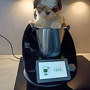 Alexa participe au concours pour gagner de l'argent avec cette photo : puppy, dog, kitchen, appliance, countertop, metal_container, induction_stove, indoor, pet, small_dog, fur, cute, curious, white, brown, lighting, modern, domestic, household, cozy