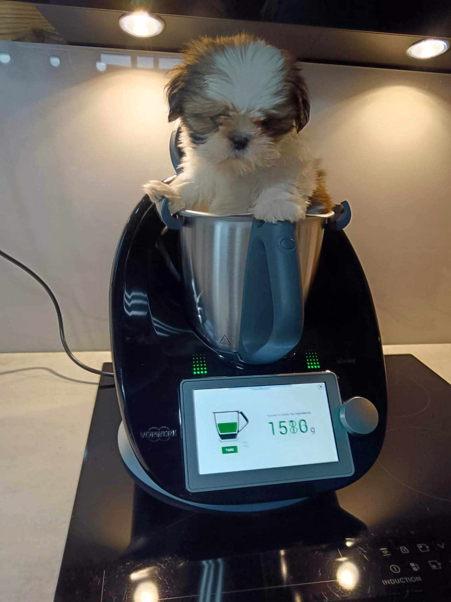 Alexa participe au concours pour gagner de l'argent avec cette photo : puppy, dog, kitchen, appliance, countertop, metal_container, induction_stove, indoor, pet, small_dog, fur, cute, curious, white, brown, lighting, modern, domestic, household, cozy