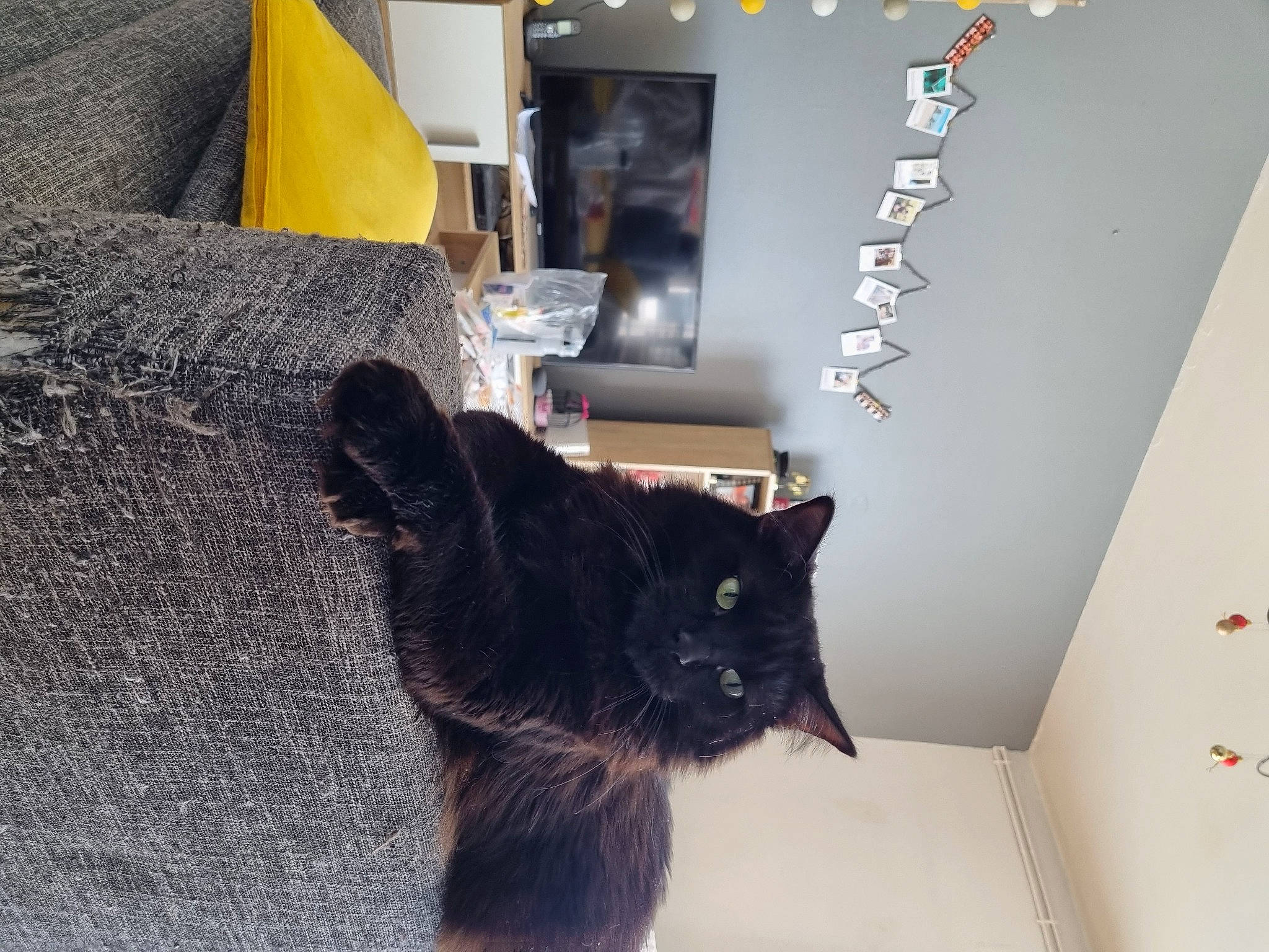 Caliel a rejoint le concours — aidez-le/la à gagner de superbes lots ! black_cat, bombay, carnivore, cat, claw, domestic_short_haired_cat, felidae, flooring, fur, grey, paw, room, small_to_medium_sized_cats, tail, terrestrial_animal, whiskers, window, wood