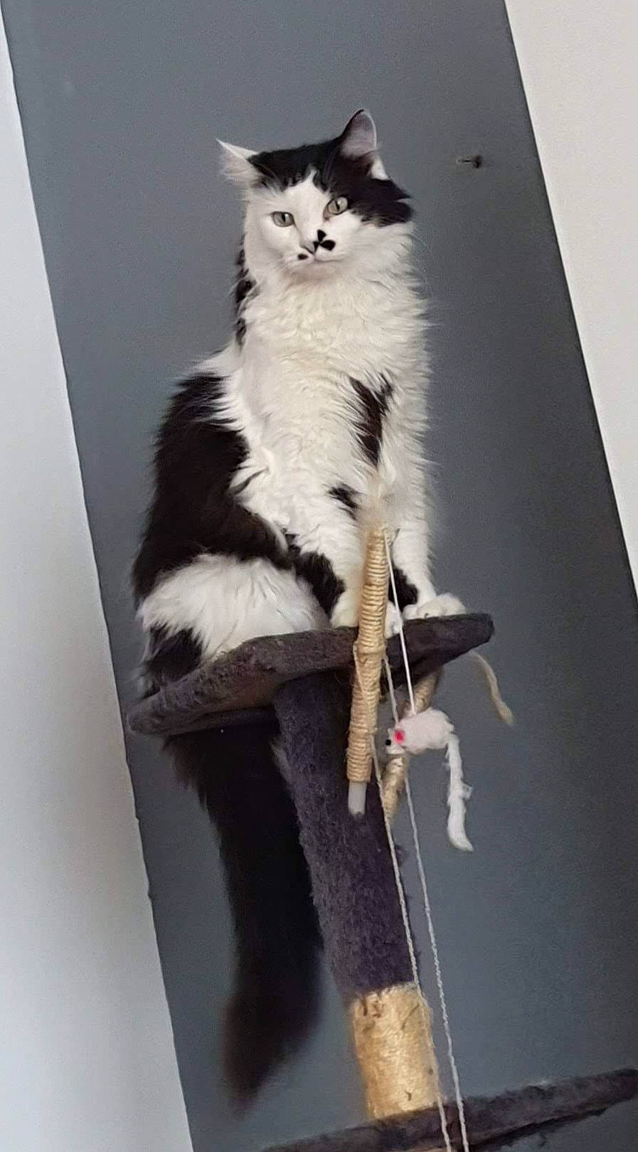 Mojito a rejoint le concours — aidez-le/la à gagner de superbes lots ! carnivore, cat, domestic_short_haired_cat, door, fashion_design, felidae, formal_wear, fur, plant, small_to_medium_sized_cats, stairs, tail, tree, whiskers, window