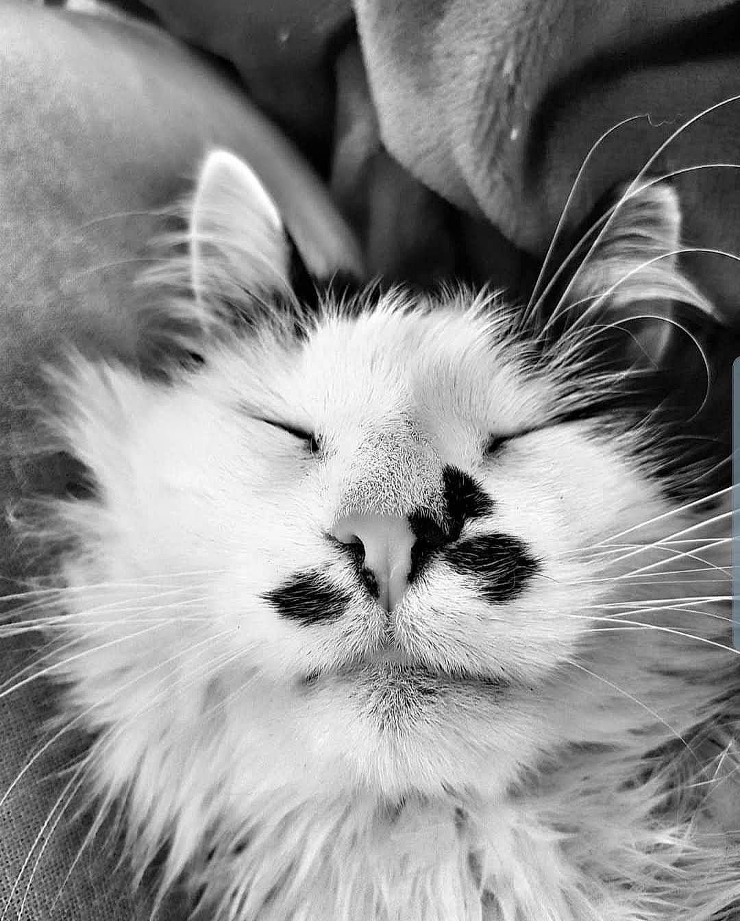 Mojito a rejoint le concours — aidez-le/la à gagner de superbes lots ! black_and_white, carnivore, cat, eye, felidae, fur, gesture, happy, head, monochrome, monochrome_photography, paw, sky, small_to_medium_sized_cats, smile, snout, style, terrestrial_animal, whiskers, white